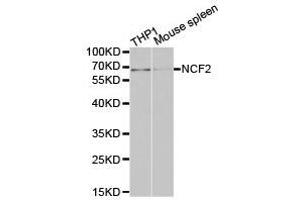 Western Blotting (WB) image for anti-Neutrophil Cytosolic Factor 2 (NCF2) antibody (ABIN1873837) (NCF2 抗体)