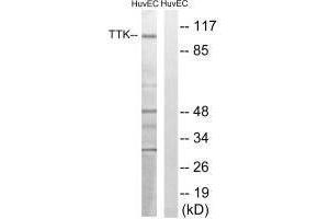 Western blot analysis of extracts from HUVEC cells, treated with etoposide (25uM, 24hours), using TTK (Ab-676) antibody. (Mps1 抗体  (Thr676))