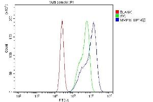 Flow Cytometry analysis of CACO-2 cells using anti-MT2-MMP/MMP15 antibody (ABIN7599965). (MMP15 抗体  (AA 132-202))