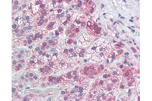 Immunohistochemistry (IHC) image for anti-Potassium Voltage-Gated Channel, Shal-Related Subfamily, Member 2 (KCND2) (AA 432-481) antibody (ABIN6749708)