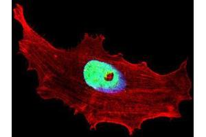 Immunofluorescence (IF) image for anti-Class B Basic Helix-Loop-Helix Protein 3 (BHLH3) antibody (ABIN3002429) (BHLH3 抗体)