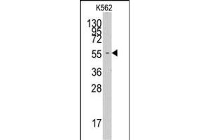 Western blot analysis of anti-FARSA Pab (ABIN391817 and ABIN2841665) in K562 cell line lysates (35 μg/lane). (Phenylalanyl-tRNA Synthetase, alpha Subunit (FARSA) (AA 54-83), (N-Term) 抗体)