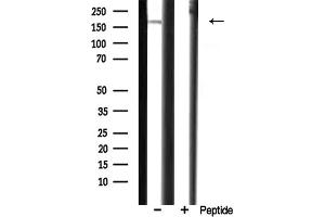 Western blot analysis of CUTL1 expression in rat heart.