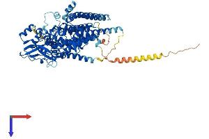 LMF2 Protein (AA 1-702) (His tag)