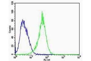 Flow cytometric analysis of U-87 MG cells using RAC1(green, Cat(ABIN6242819 and ABIN6577074)) compared to an isotype control of mouse IgG2b(blue). (RAC1 抗体)