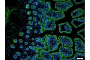 Immunofluorescence (Paraffin-embedded Sections) (IF (p)) image for anti-Solute Carrier Family 11 (Proton-Coupled Divalent Metal Ion Transporters), Member 2 (SLC11A2) (AA 251-350) antibody (ABIN701065)