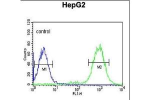 C19orf21 Antibody (N-term) (ABIN651044 and ABIN2840046) flow cytometric analysis of HepG2 cells (right histogram) compared to a negative control cell (left histogram). (C19orf21 抗体  (N-Term))