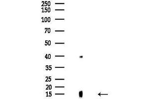 anti-NADH Dehydrogenase (Ubiquinone) 1 alpha Subcomplex, 4-Like 2 (NDUFA4L2) (C-Term) antibody