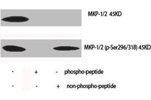 Western Blot analysis of various cells using Phospho-MKP-1/2 (S296/318) Polyclonal Antibody (MKP-1/2 抗体  (pSer296, pSer318))