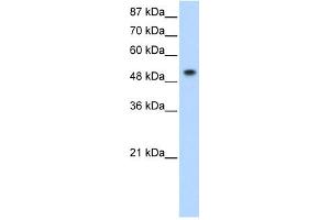 SNRP70 antibody used at 0. (SNRNP70 抗体)