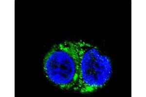 Confocal immunofluorescent analysis of IDH1 Antibody (Center) (ABIN391660 and ABIN2841571) with HepG2 cell followed by Alexa Fluor 488-conjugated goat anti-rabbit lgG (green). (IDH1 抗体  (AA 116-143))