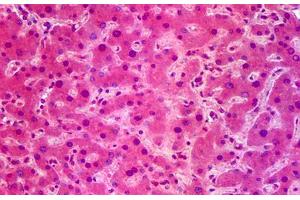 Anti-SIK1 / SNF1LK antibody IHC staining of human liver. (SIK1 抗体  (AA 1-101))
