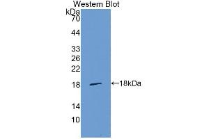 Western blot analysis of the recombinant protein. (LGALS1/Galectin 1 抗体  (AA 2-135))