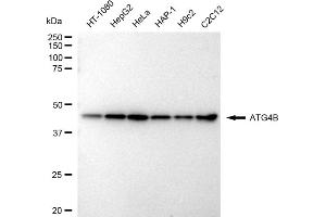 Western blotting analysis using ATG4B antibody (ABIN7797710).