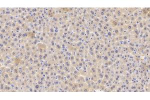 Detection of GPX1 in Mouse Liver Tissue using Polyclonal Antibody to Glutathione Peroxidase 1 (GPX1) (Glutathione Peroxidase 1 抗体  (AA 48-201))