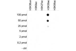 Cross reactivity test using the Histone H3 (K36ac) antibody. (HIST1H3A 抗体  (acLys36))