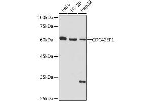 CDC42EP1 抗体