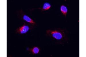 IF analysis of COX IV using anti-COX IV antibody (ABIN5692827). (COX IV 抗体  (AA 59-169))