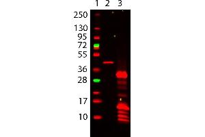 Western Blot of Mouse Anti-6X HIS EPITOPE TAG Antibody 649 Conjugated.
