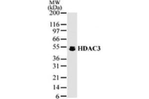 HDAC3 pAb tested by Western blot. (HDAC3 抗体  (AA 2-17))