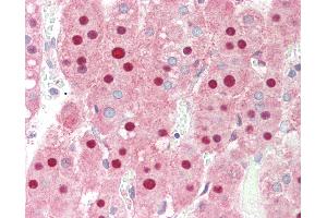 Anti-PIN1 antibody IHC staining of human adrenal.