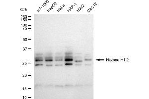 Western blotting analysis using Histone H1.