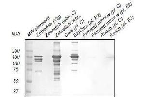 Western Blotting (WB) image for anti-Vitellogenin (VTG) antibody (ABIN123820) (Vitellogenin 抗体)