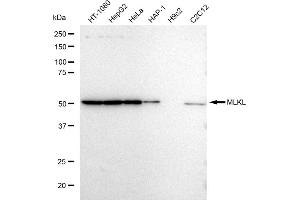 Western blotting analysis using MLKL antibody (ABIN7799479).
