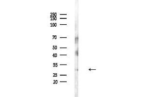 anti-Single-Strand-Selective Monofunctional Uracil-DNA Glycosylase 1 (SMUG1) (Internal Region) antibody