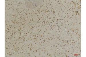 Immunohistochemistry (IHC) analysis of paraffin-embedded Mouse Brain Tissue using GABA A Receptor alpha3 Rabbit Polyclonal Antibody diluted at 1:200. (GABRA3 抗体)