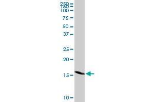 GEMIN7 MaxPab rabbit polyclonal antibody. (GEMIN7 抗体  (AA 1-131))