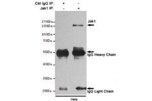 Immunoprecipitation and western blot of HeLa cell lysate using the JAK1 antibody. (JAK1 抗体)