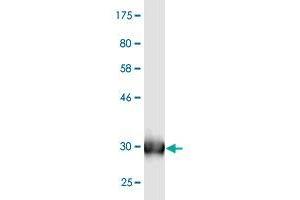 Western Blotting (WB) image for anti-Solute Carrier Family 13 Member 5 (SLC13A5) (AA 152-206) antibody (ABIN531549)