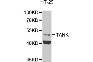 Western blot analysis of extracts of HT-29 cells, using TANK antibody (ABIN5974093) at 1/1000 dilution. (TANK 抗体)