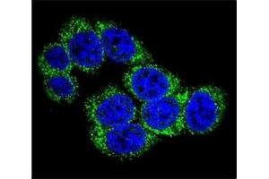 Confocal immunofluorescent analysis of DLL3 antibody with 293 cells followed by Alexa Fluor 488-conjugated goat anti-rabbit lgG (green). (DLL3 抗体  (AA 519-548))
