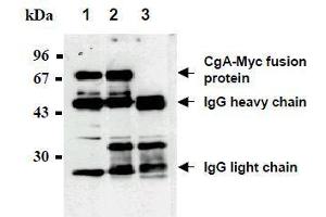 Western Blotting (WB) image for anti-Myc Tag antibody (Agarose Beads) (ABIN2853622) (Myc Tag 抗体  (Agarose Beads))