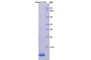 SDS-PAGE analysis of Mouse Clara Cell Protein 16 Protein. (SCGB1A1 蛋白)