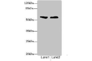 Western blot All lanes: ENTPD2antibody at 3. (ENTPD2 抗体  (AA 28-268))