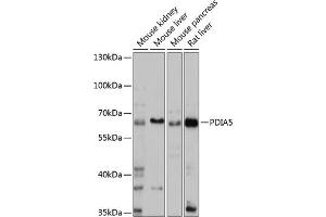 Western blot analysis of extracts of various cell lines, using PDI antibody (ABIN7269612) at 1:1000 dilution. (PDIA5 抗体  (AA 22-140))