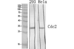 Western Blot (WB) analysis of specific cells using Cdc2 Polyclonal Antibody. (CDK1 抗体  (Ser218, Ser222))