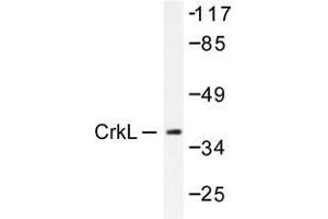 Western blot analysis of CrkL antibody in extracts from COS7 cells. (CrkL 抗体)