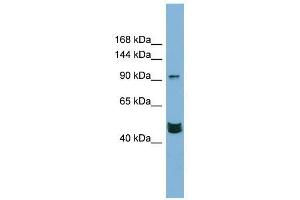 Western Blot showing MAML3 antibody used at a concentration of 1-2 ug/ml to detect its target protein. (MAML3 抗体  (Middle Region))