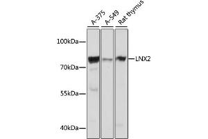 Western blot analysis of extracts of various cell lines, using LNX2 antibody (ABIN7268250) at 1:1000 dilution. (LNX2 抗体  (AA 1-240))
