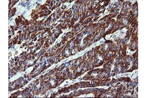 Image no. 2 for anti-Zinc Finger and SCAN Domain Containing 21 (Zscan21) antibody (ABIN1501862) (ZSCAN21 抗体)