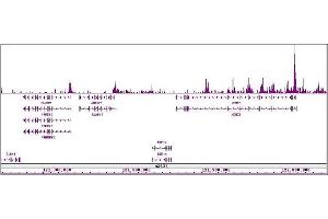 Histone H4ac (pan-acetyl) antibody (pAb) tested by ChIP-Seq. (Histone H4ac 抗体  (N-Term))