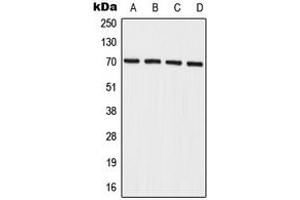 Western blot analysis of IL-27RA expression in A549 (A), HeLa (B), mouse spleen (C), rat spleen (D) whole cell lysates. (IL27 Receptor alpha 抗体  (Center))