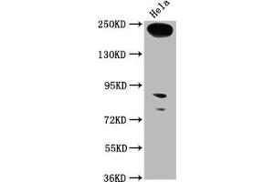 Western Blot Positive WB detected in: Hela whole cell lysate All lanes: RTTN antibody at 1:1000 Secondary Goat polyclonal to rabbit IgG at 1/50000 dilution Predicted band size: 249, 68, 246, 99 kDa Observed band size: 249 kDa (Rotatin (RTTN) (AA 1509-1603) 抗体)