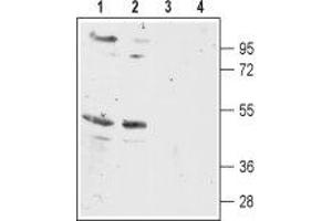 Western blot analysis of rat (lanes 1 and 3) and mouse (lanes 2 and 4) brain membranes: - 1,2. (MC5 Receptor 抗体  (3rd Intracellular Loop))
