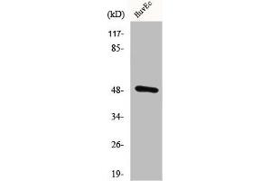 Western Blot analysis of HuvEC cells using CstF-50 Polyclonal Antibody (CSTF1 抗体  (N-Term))