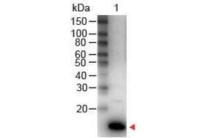 Western Blot of Rabbit anti-IL-9 Antibody Peroxidase Conjugated Lane 1: Human IL-9 Load: 50 ng per lane Secondary antibody: IL-9 Antibody Peroxidase Conjugated at 1:1,000 for 30 min at RT Block: ABIN925618 for 30 min RT Predicted/Observed size: 14 kDa, 14 kDa (IL-9 抗体  (HRP))